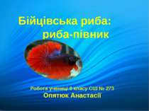 Бійцівська риба: риба-півник