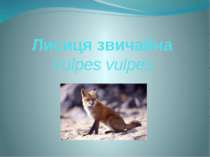 Лисиця звичайна. Vulpes vulpes