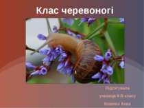 Клас черевоногі
