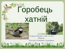 Горобець хатній