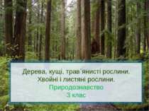 Дерева, кущі, трав`янисті рослини. Хвойні і листяні рослини. Природознавство