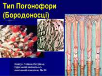 Тип Погонофори (Бородоносці)