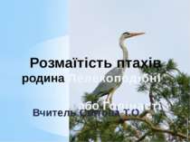 Розмаїтість птахів: родина Лелекоподібні