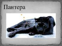 Пантера